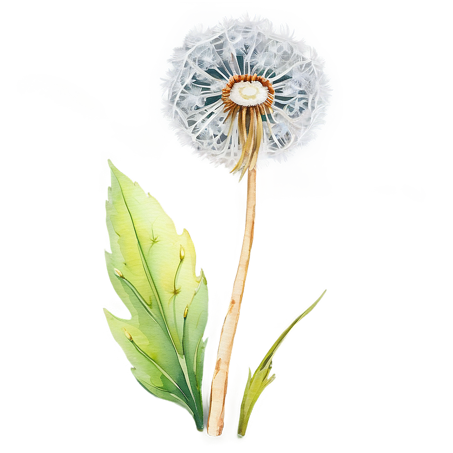 Watercolor Dandelion Art Png 13 PNG Image