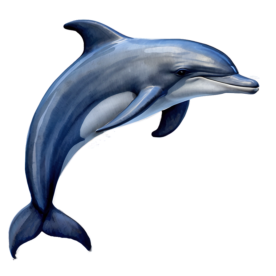 Watercolor Dolphin Png Csw PNG Image