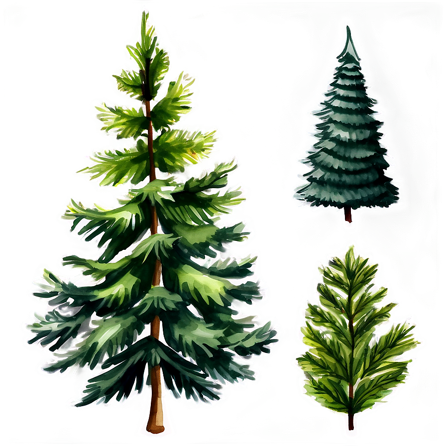 Watercolor Evergreen Tree Png Que PNG Image