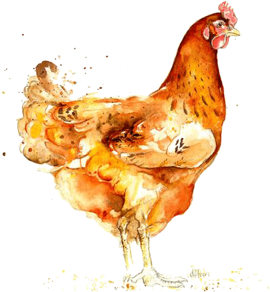 Watercolor Hen Artwork PNG Image