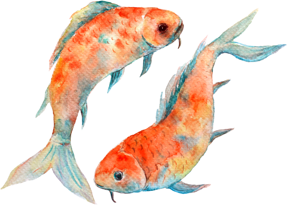 Watercolor Koi Fish Pair PNG Image