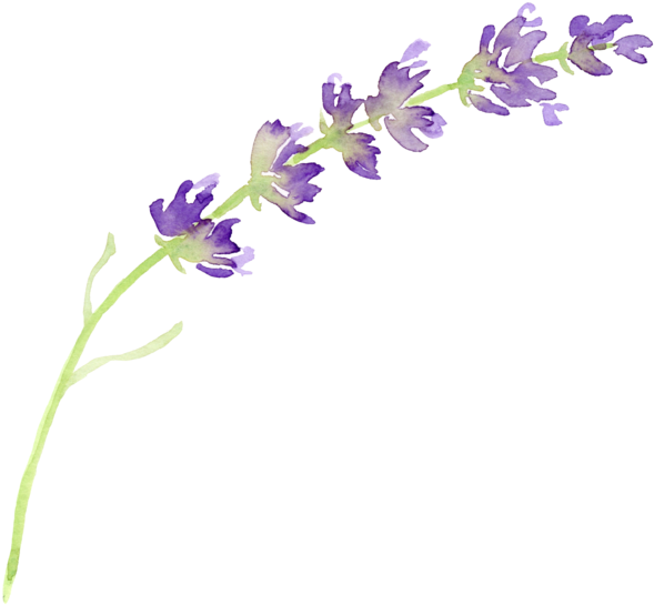 Watercolor Lavender Sprig PNG Image