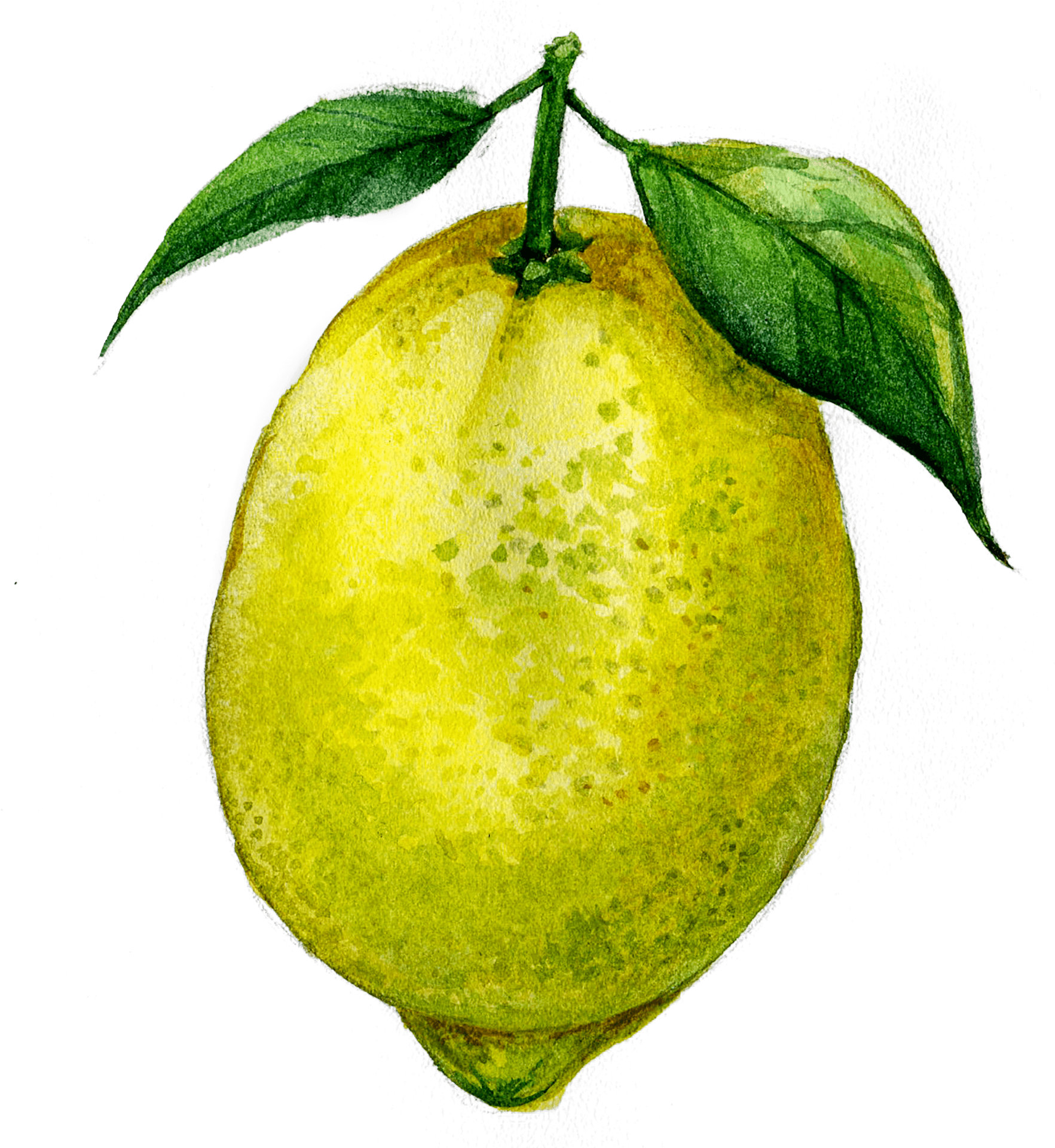 Watercolor Lemon Illustration PNG Image