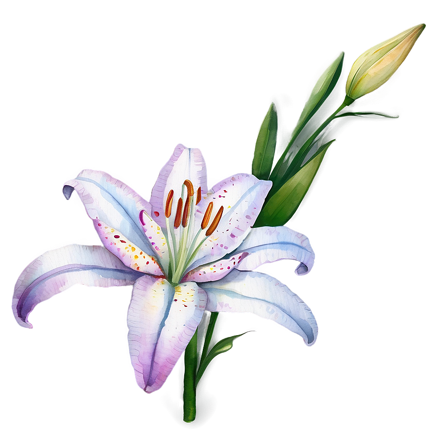 Watercolor Lily Illustration Png Ycr53 PNG Image