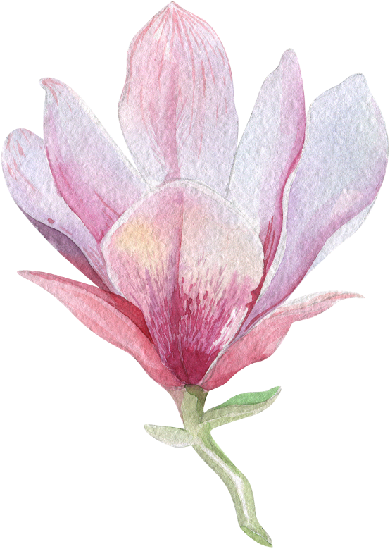 Watercolor Magnolia Blossom PNG Image