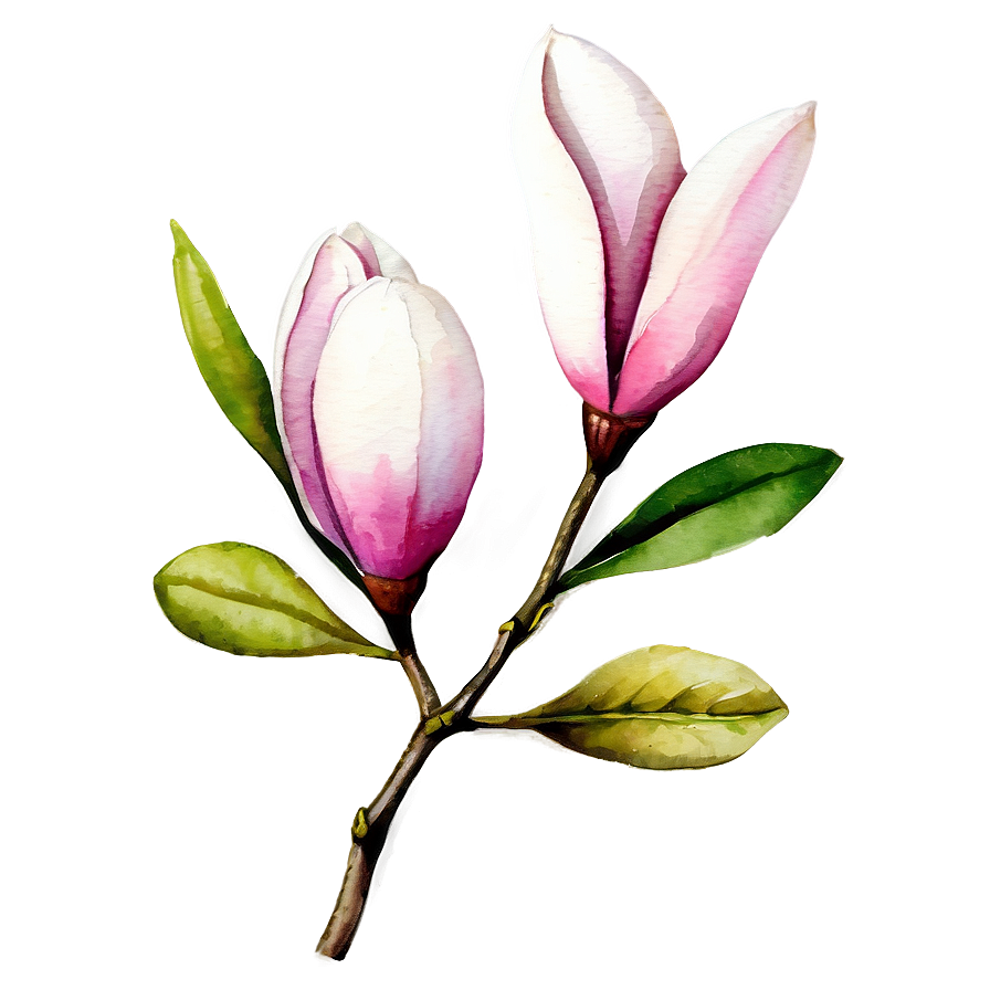 Watercolor Magnolia Flower Png Hnh28 PNG Image