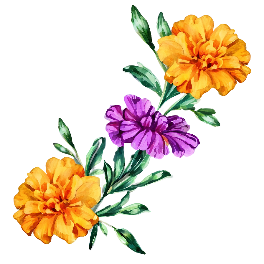 Watercolor Marigold Flowers Png 05252024 PNG Image