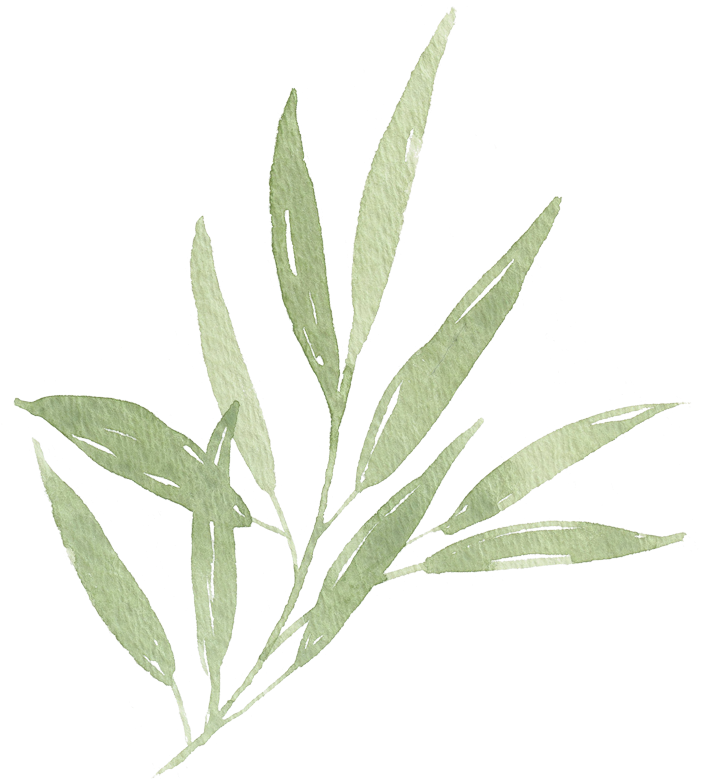 Watercolor Olive Branch Illustration PNG Image