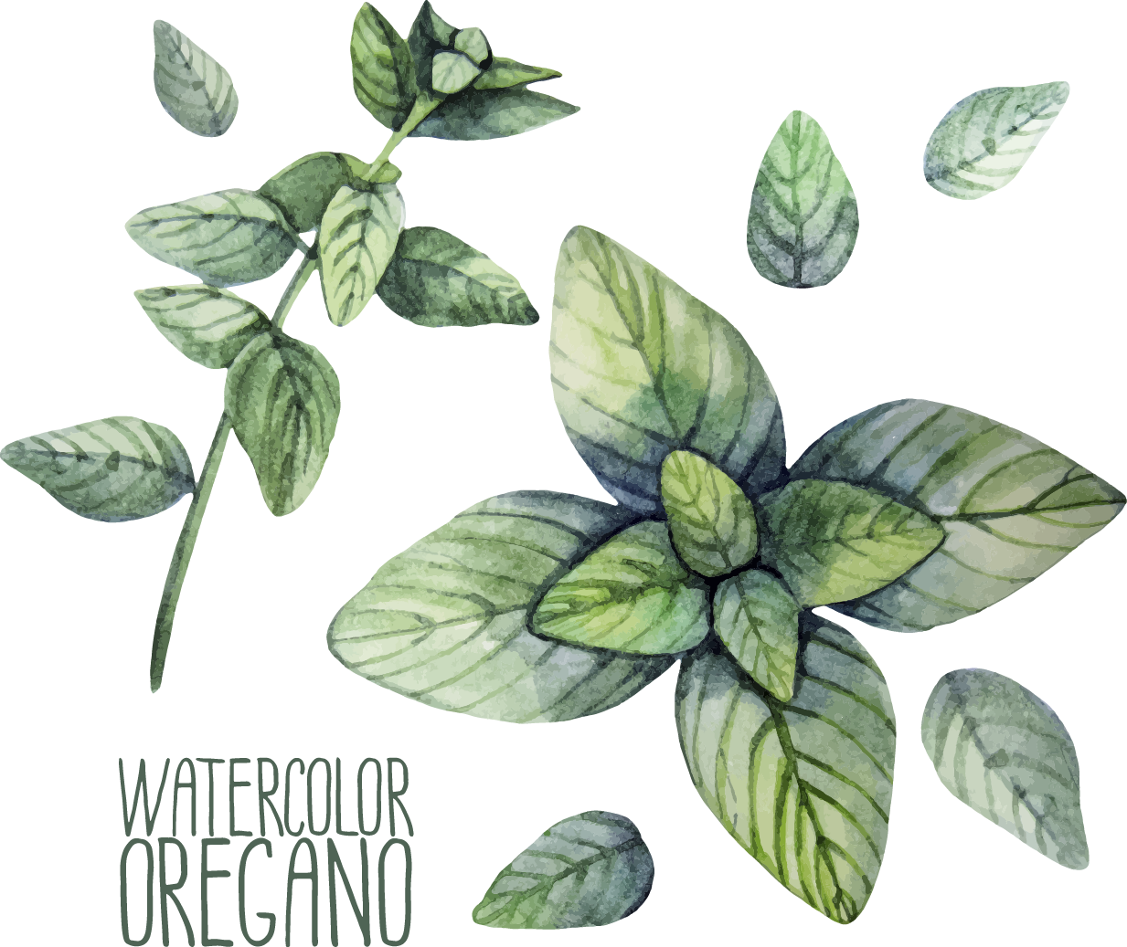 Watercolor Oregano Illustration PNG Image