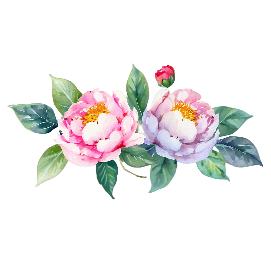 Watercolor Peonies Graphic Png 05252024 PNG Image