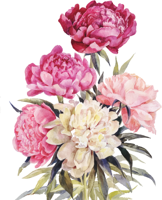 Watercolor Peony Bouquet PNG Image