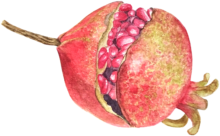 Watercolor Pomegranate Artwork PNG Image