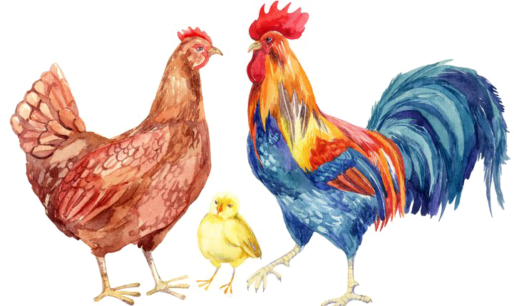 Watercolor Poultry Family PNG Image