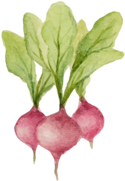 Watercolor_ Radishes_ Illustration.png PNG Image