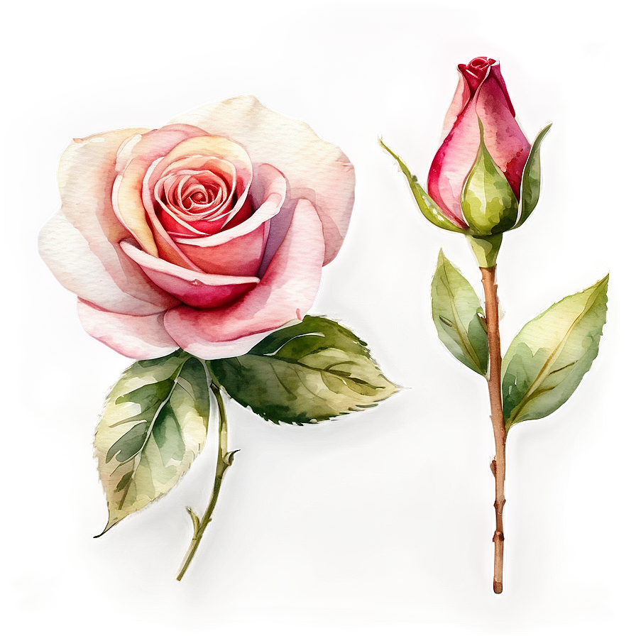 Watercolor Roses Collection Png 05252024 PNG Image