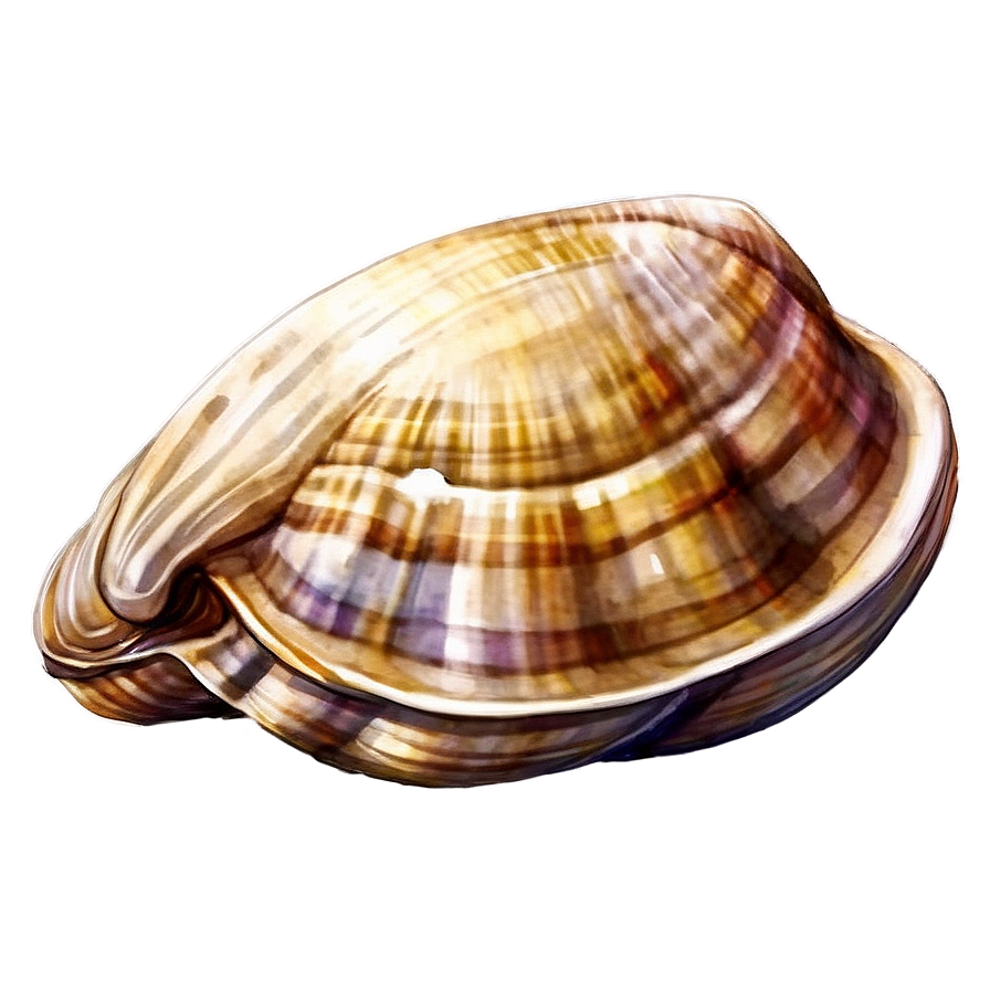 Watercolor Style Clam Png 20 PNG Image