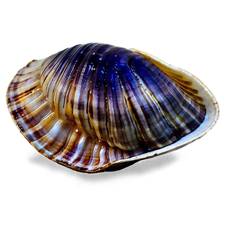 Watercolor Style Clam Png Ono PNG Image