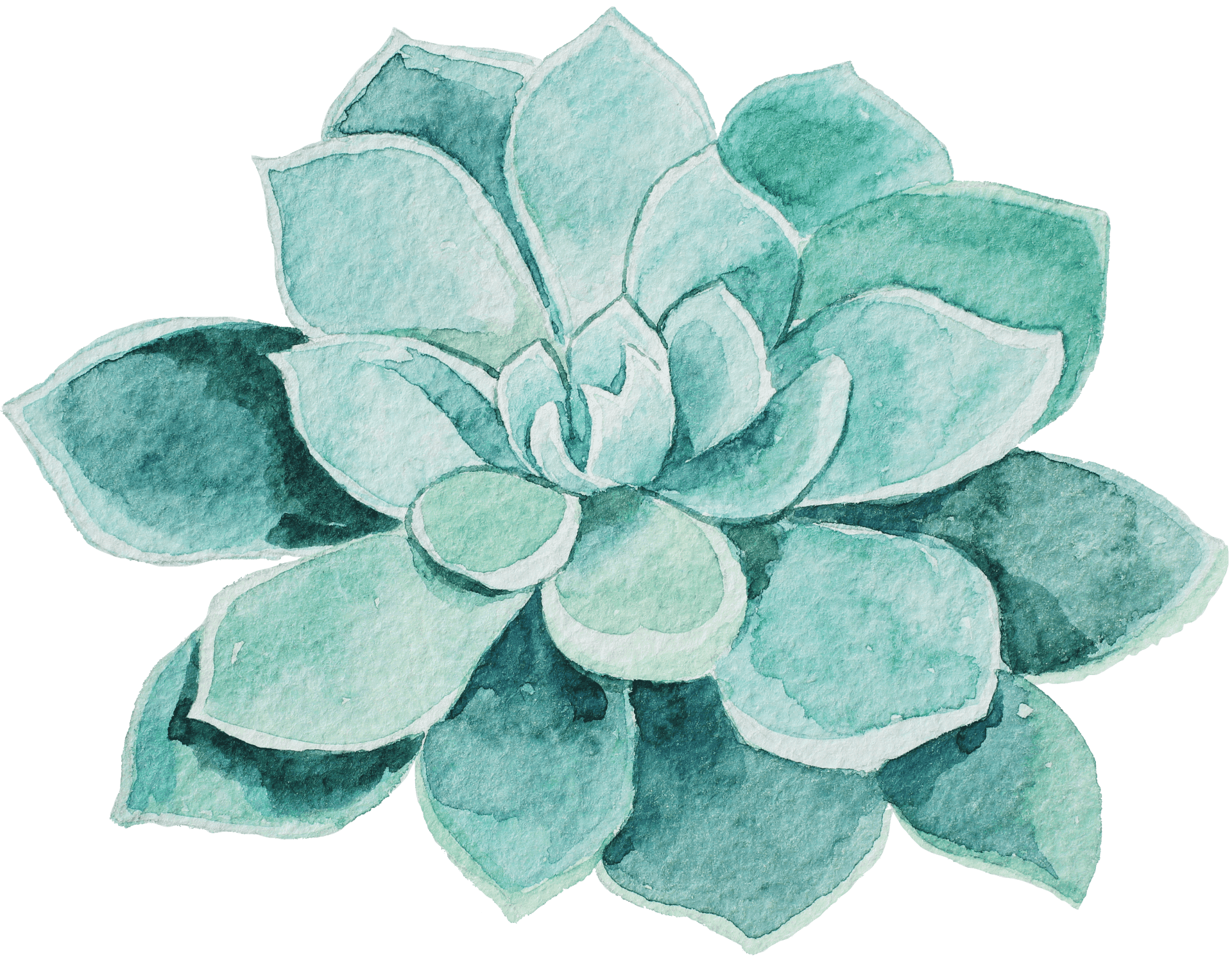 Watercolor Succulent Artwork PNG Image