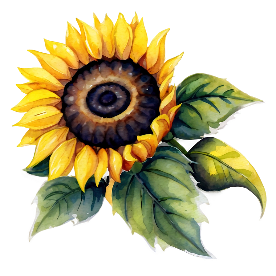 Watercolor Sunflower Illustration Png Gub79 PNG Image