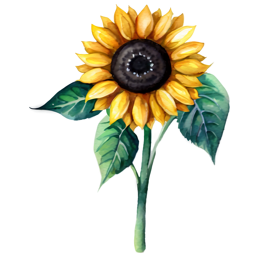 Watercolor Sunflower Png Kot PNG Image