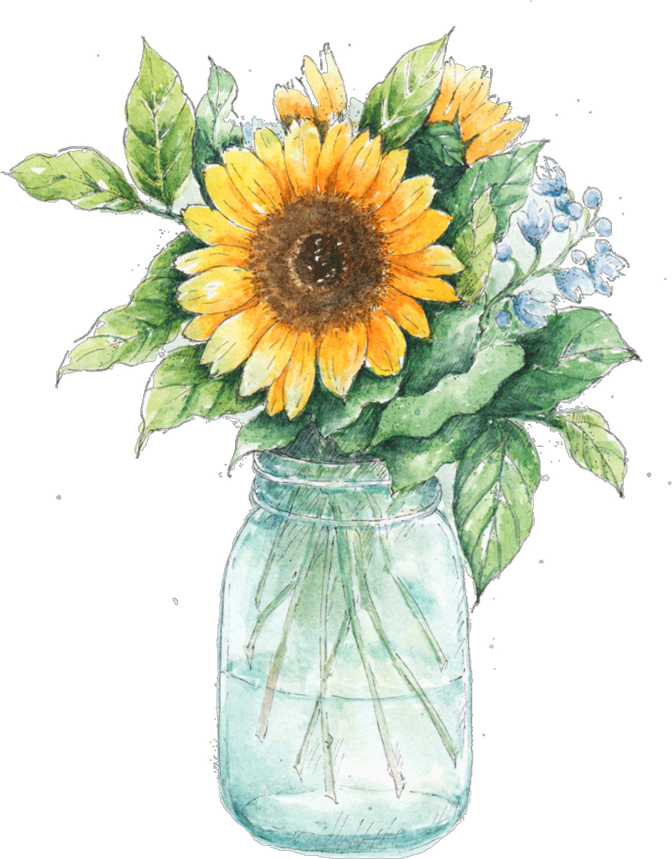 Watercolor Sunflowersin Mason Jar PNG Image