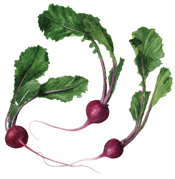 Watercolor Turnips Illustration PNG Image