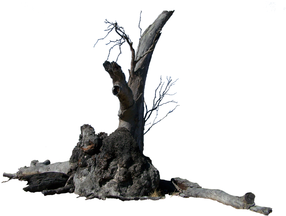 Weathered_ Tree_ Trunk_ Isolated.png PNG Image