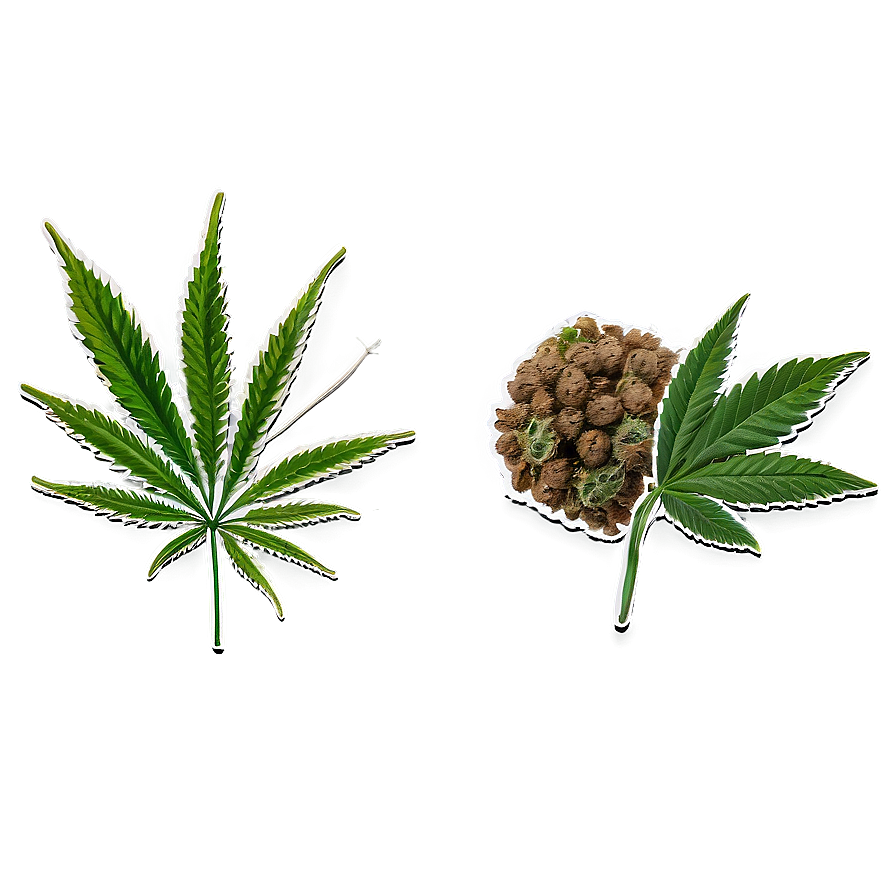 Weed C PNG Image