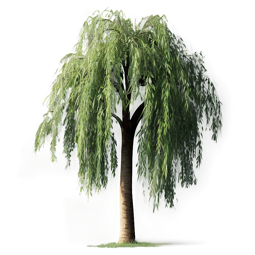 Weeping Willow Tree Branch Png Icj96 PNG Image