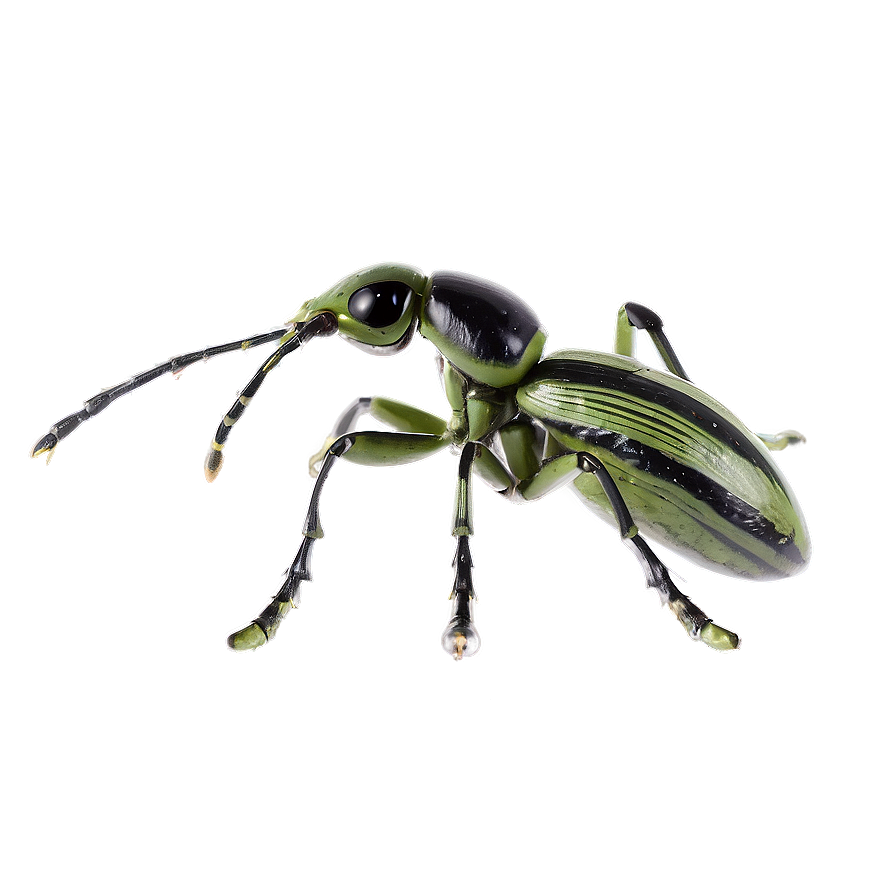 Weevil Species Comparison Png 73 PNG Image