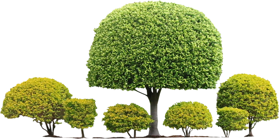 Well Manicured Shrubbery Collection PNG Image