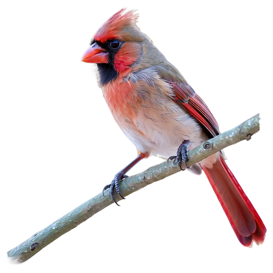 West Virginia State Bird Cardinal Png 82 PNG Image