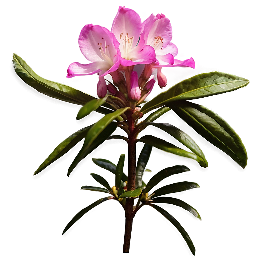 West Virginia State Flower Rhododendron Png Btv PNG Image