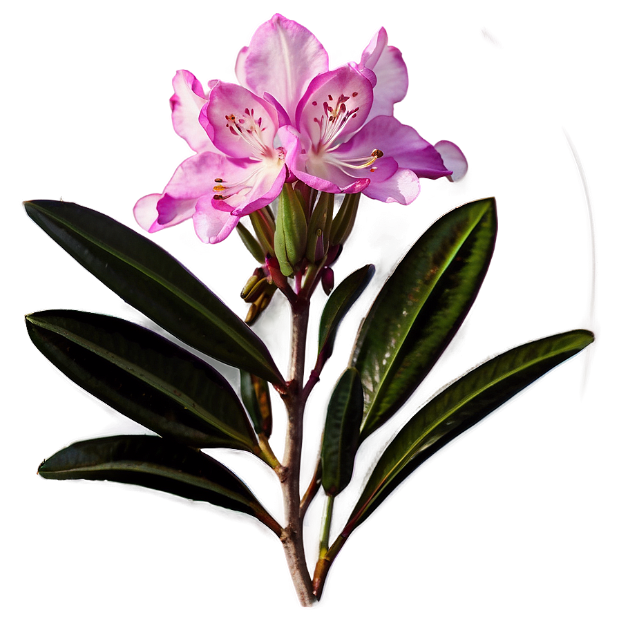 West Virginia State Flower Rhododendron Png Gxn PNG Image