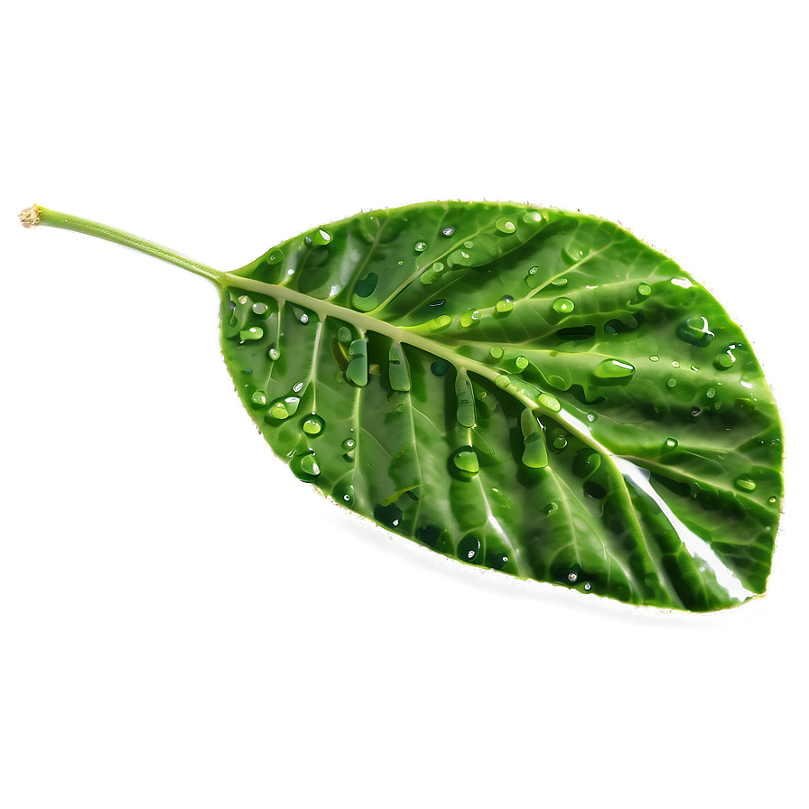 Wet Green Leaf Png 57 PNG Image