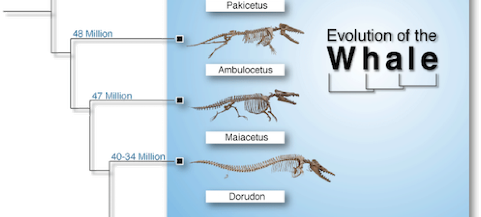 Whale Evolution Chart PNG Image