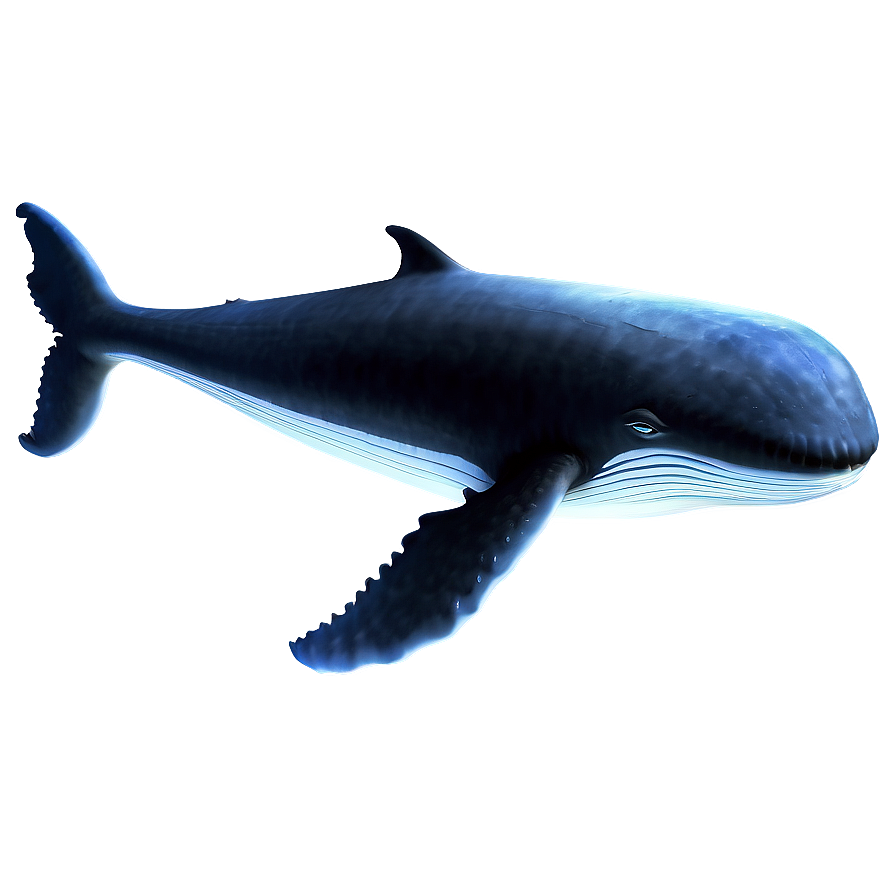 Whale Outline Png 99 PNG Image