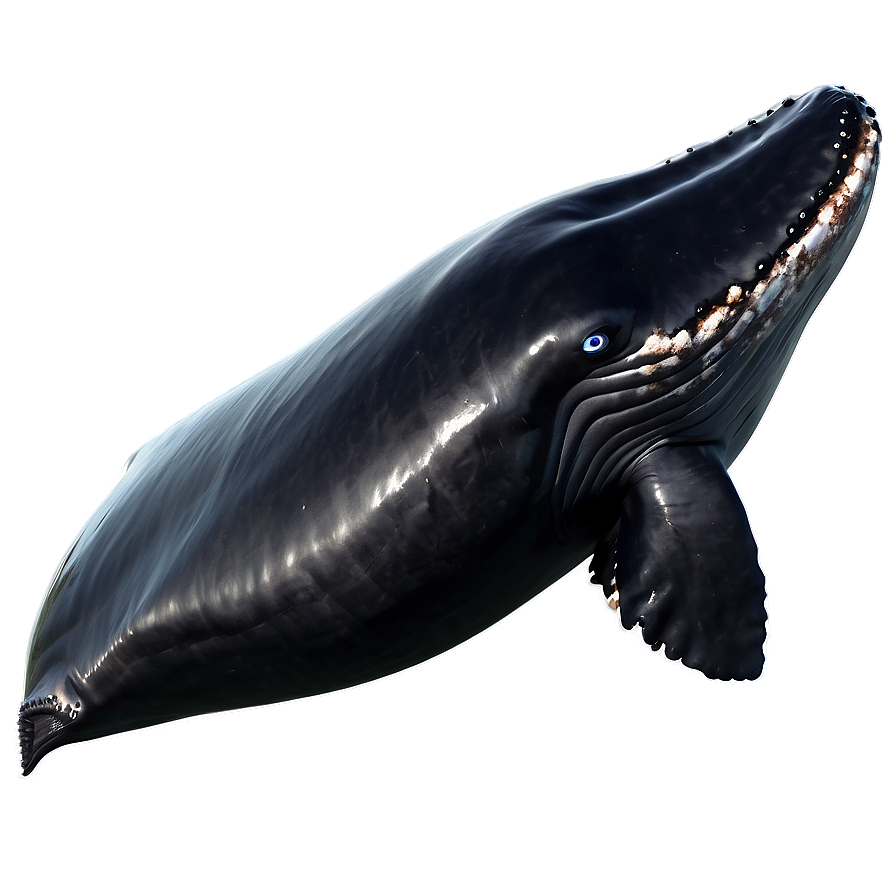 Whale Outline Png Ueo22 PNG Image