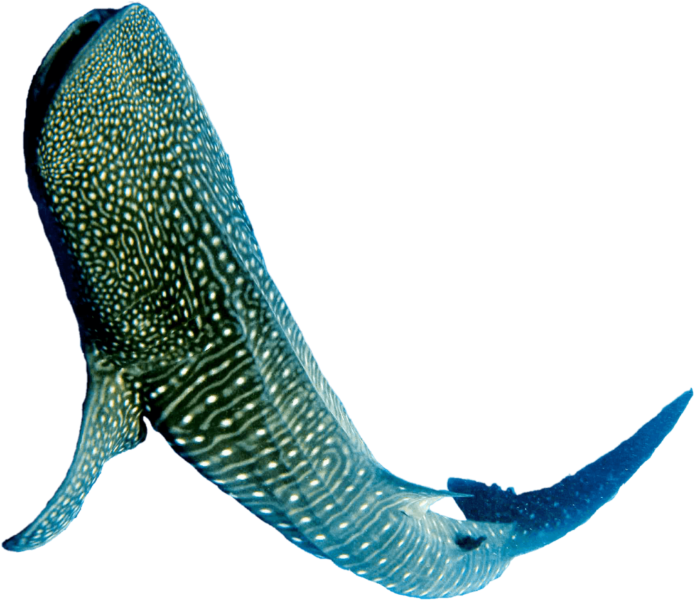 Whale Shark Underwater Beauty PNG Image