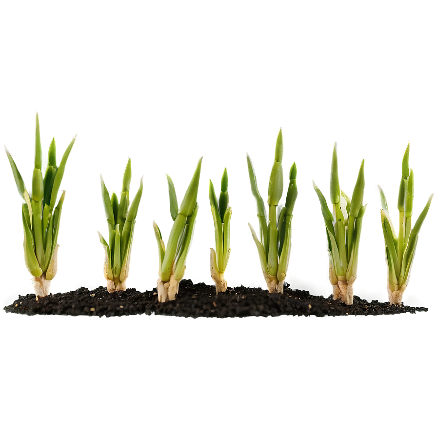 Wheat Seedling Germination Png 76 PNG Image