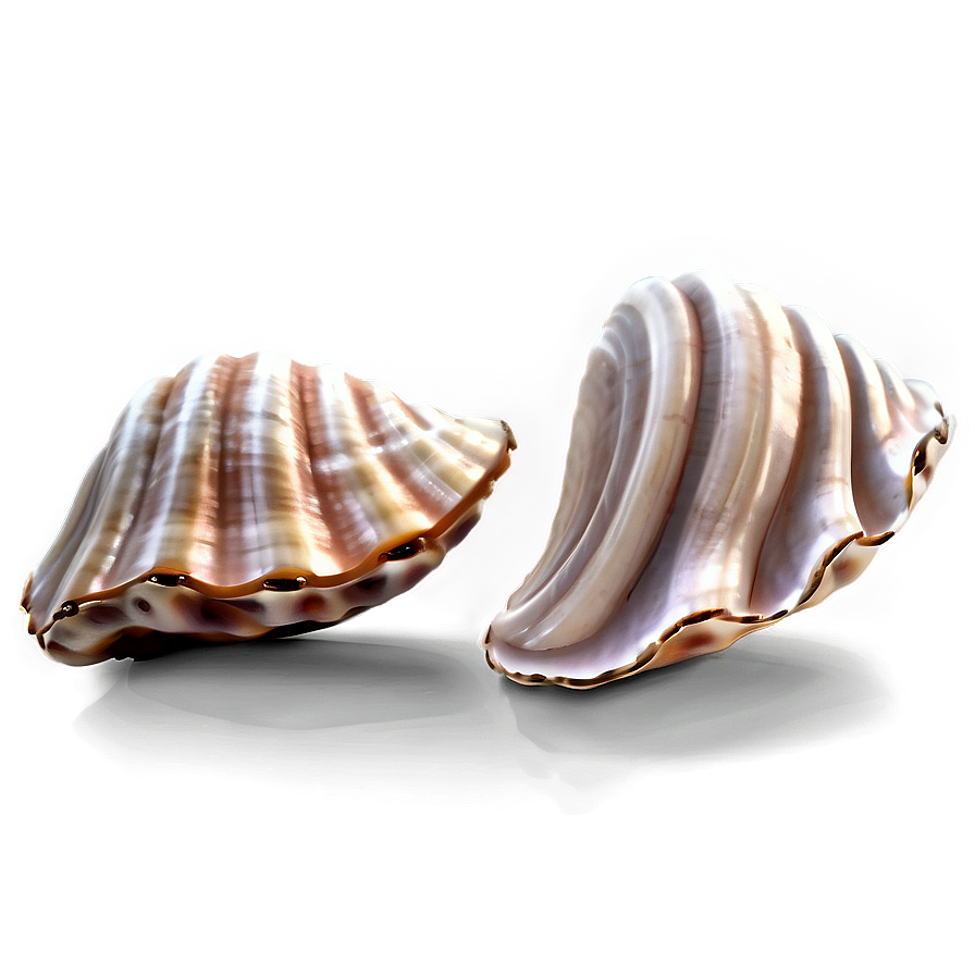 Whimsical Clam Shell Png Amn PNG Image