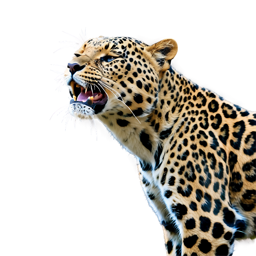 Whispering Leopard In Wind Png 44 PNG Image