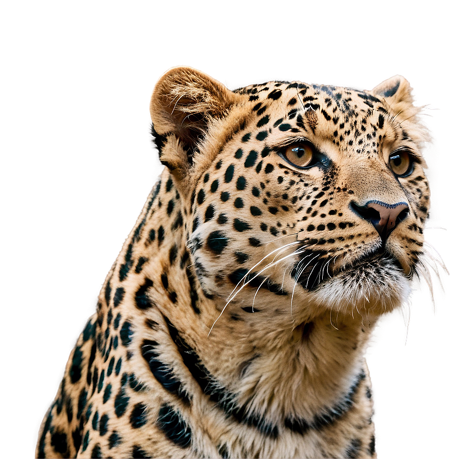 Whispering Leopard In Wind Png Cot34 PNG Image