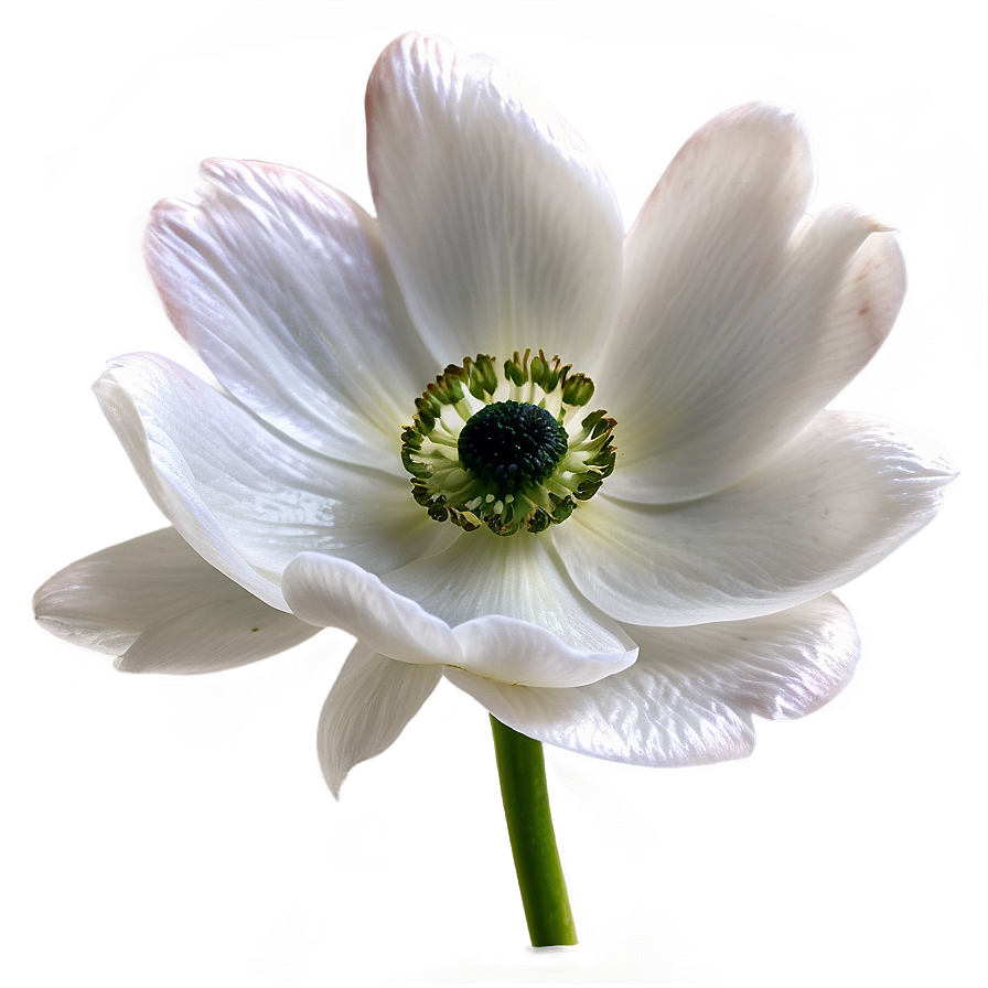 White Anemone Flower Png 65 PNG Image