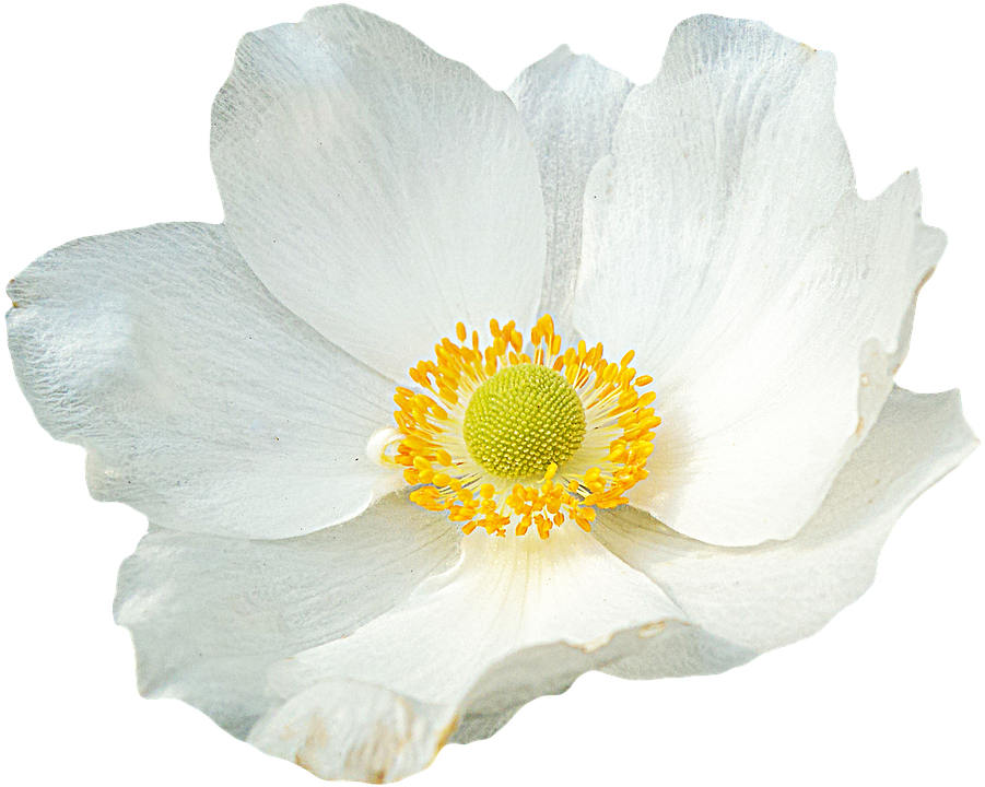 White Anemone Flower Transparent Background PNG Image