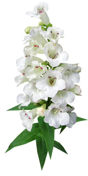 White Bellflower Bouquet.png PNG Image