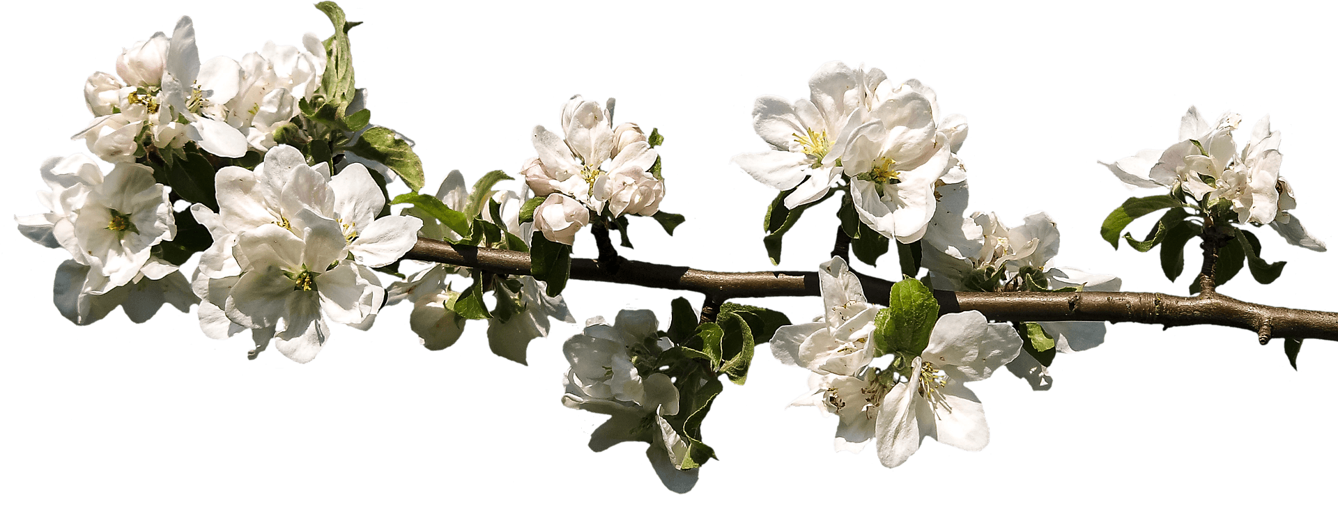 White Blossom Branch Springtime PNG Image