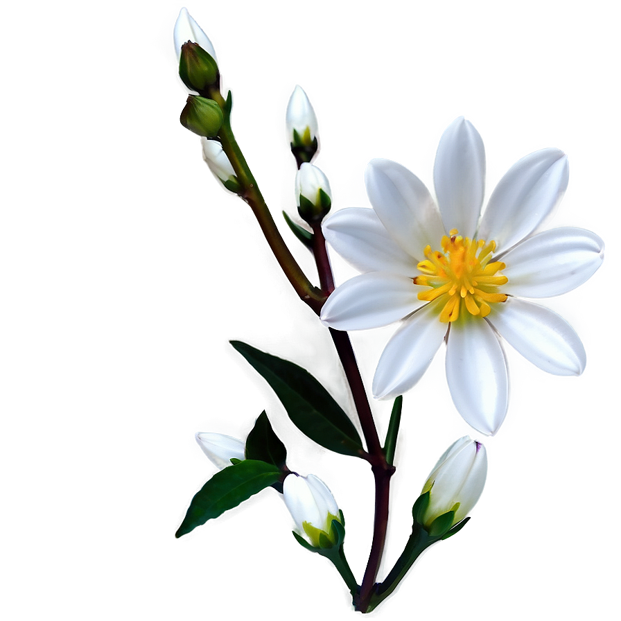 White Blossoming Flower Png Apg92 PNG Image