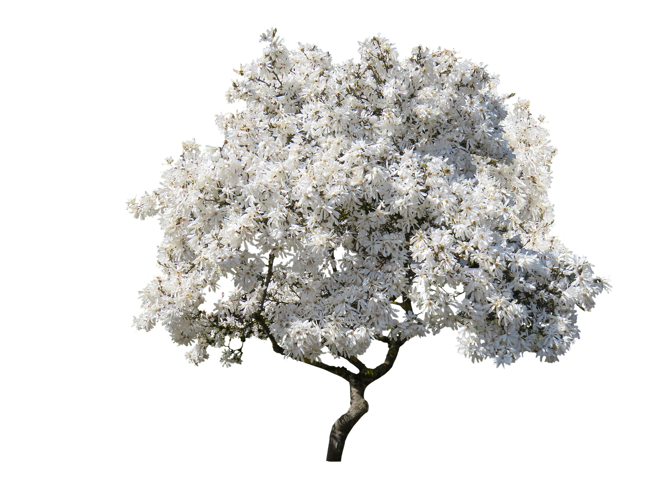 White Blossoming Tree Clear Sky Background PNG Image