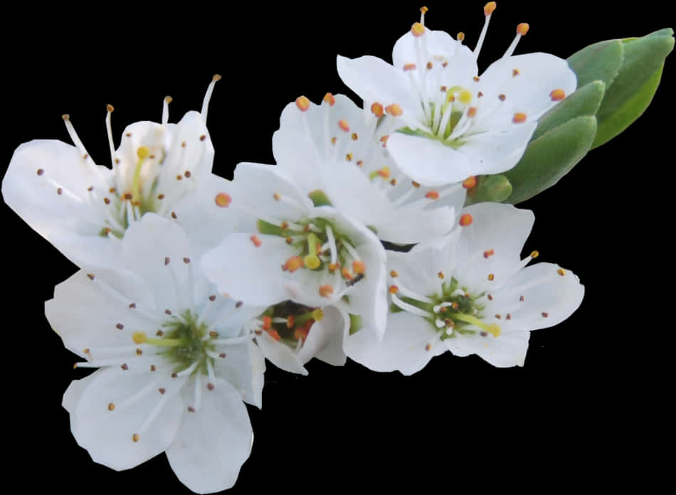 White Blossoms Transparent Background PNG Image